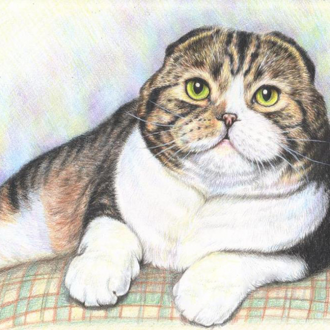 kak_narisovat_lezhashhego_kota_cvetnymi_karandashami_poetapno-12