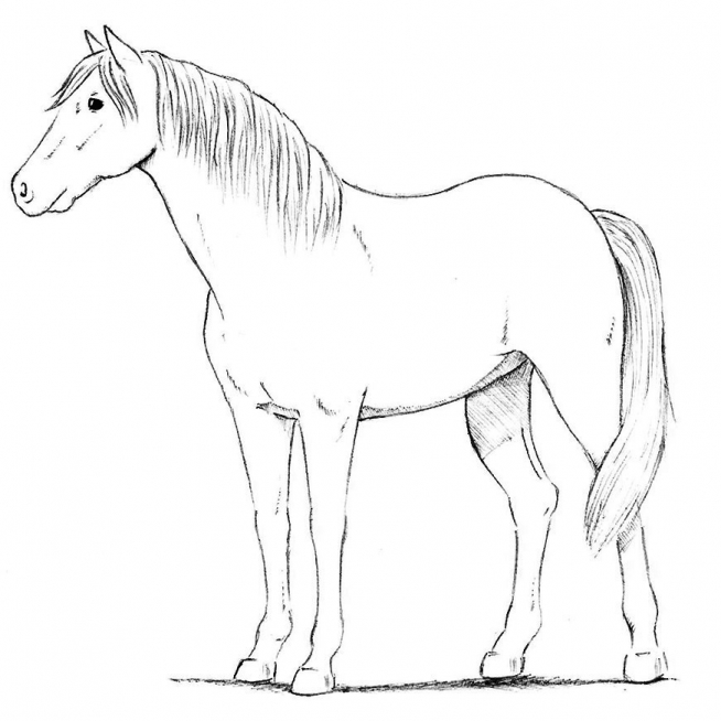 kak_narisovat_loshad