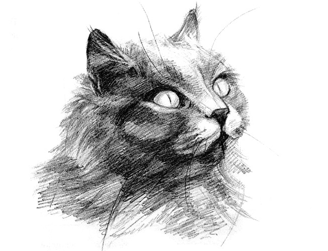 Kak-narisovat-kota-karandashom-pojetapno-1