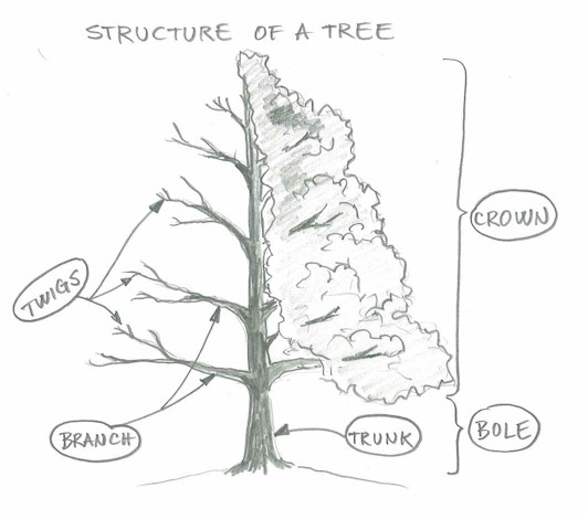 draw-a-tree-structure